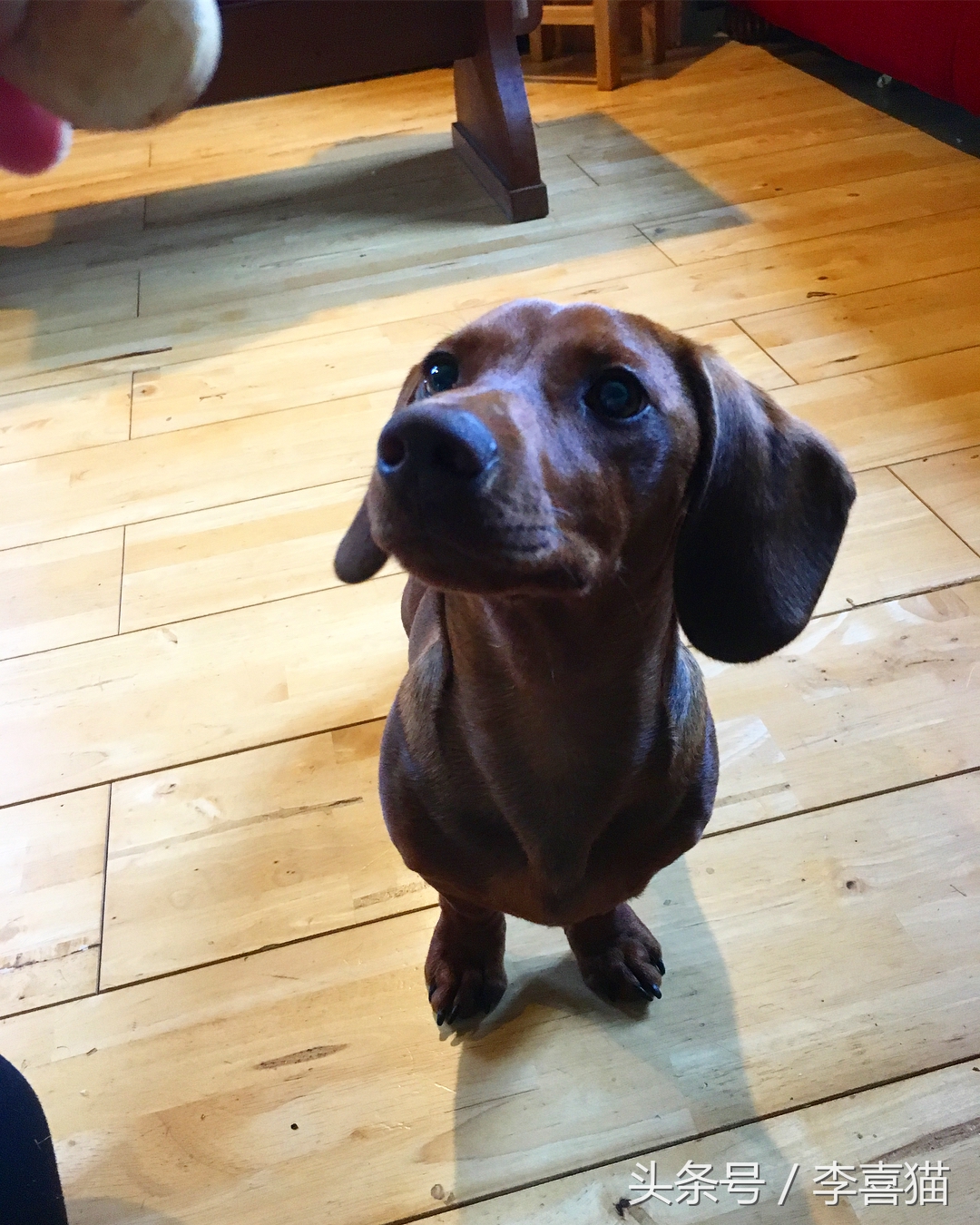 记忆中的狗狗不仅仅是童年的玩伴,记忆中的狗狗有哪些