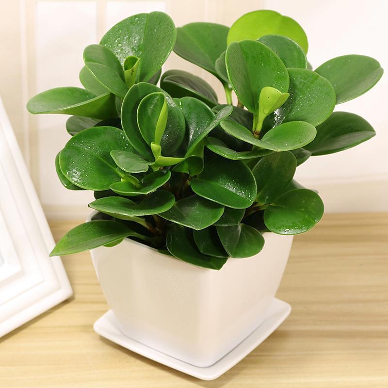 冬季花卉保湿,冬季室内保湿花卉