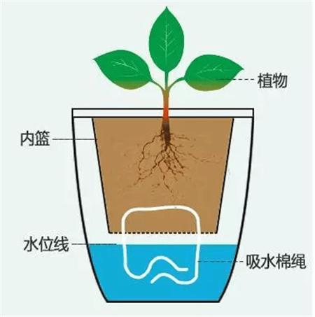 冬季花卉保湿,冬季室内保湿花卉