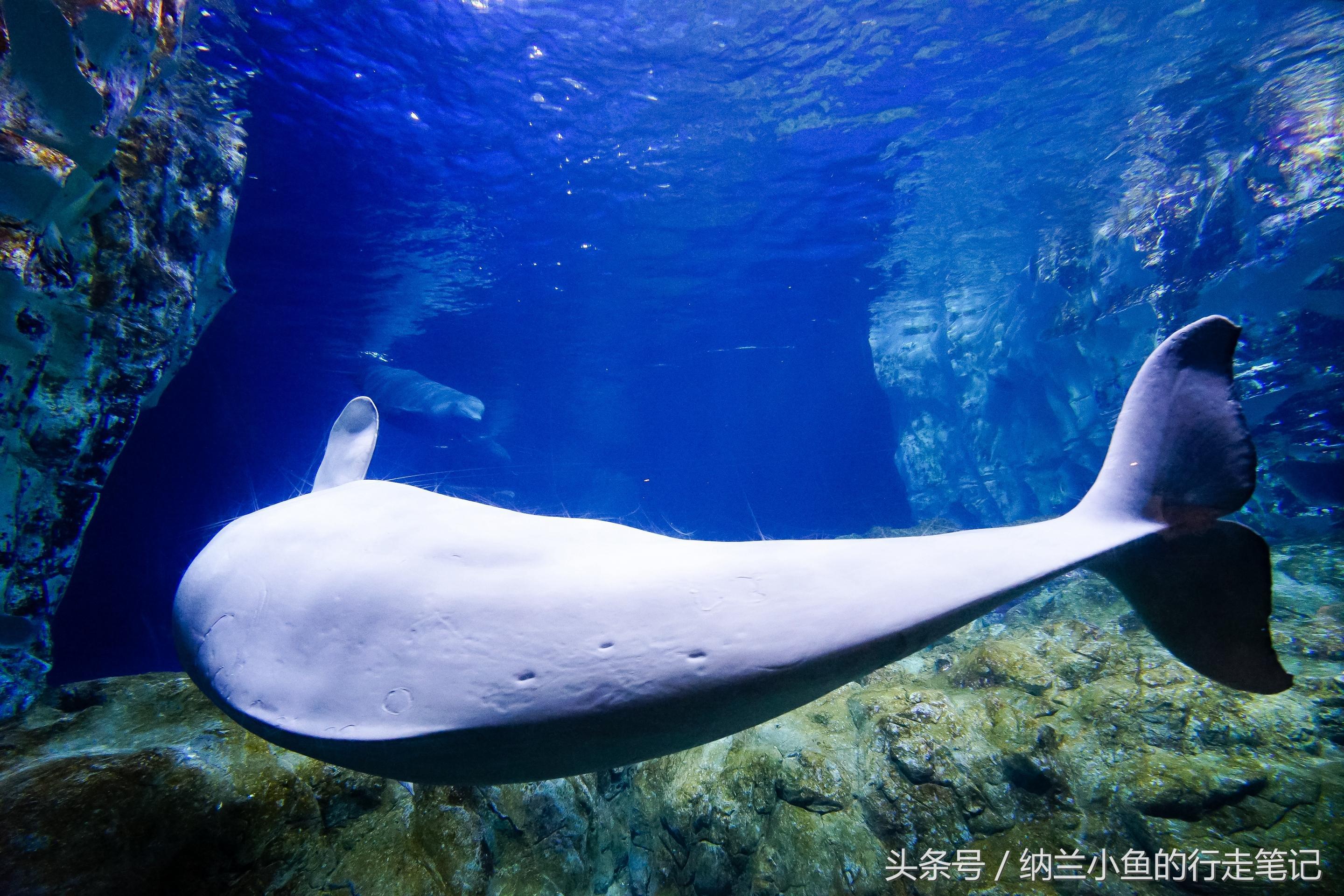 珠海长隆海洋王国带你体验,体验珠海长隆海洋王国