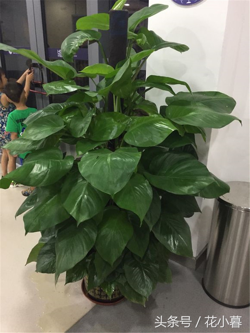 绿萝长成长条了怎么办,绿萝叶子长不平展