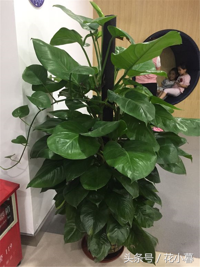 绿萝长成长条了怎么办,绿萝叶子长不平展