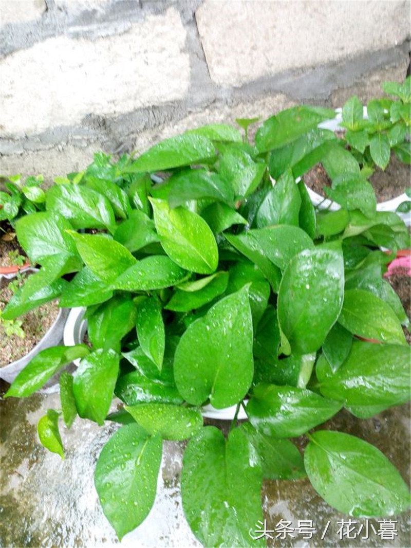 绿萝长成长条了怎么办,绿萝叶子长不平展