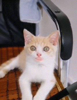 搞笑gif趣图哥们大街上别老秀恩爱,恩爱图片情侣拥抱gif