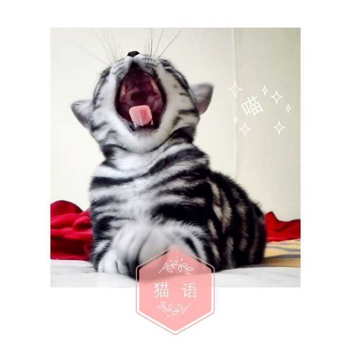 如何让猫咪知道铲屎官生气了,猫咪生气该怎么办