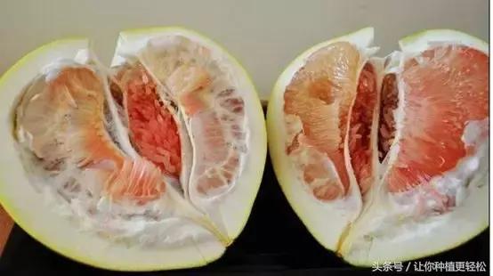 桔柚种植一年怎么管理,柚来了精品水果