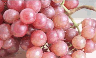 开封骑摩托被撞死事件,青桔单车车锁被剪新闻