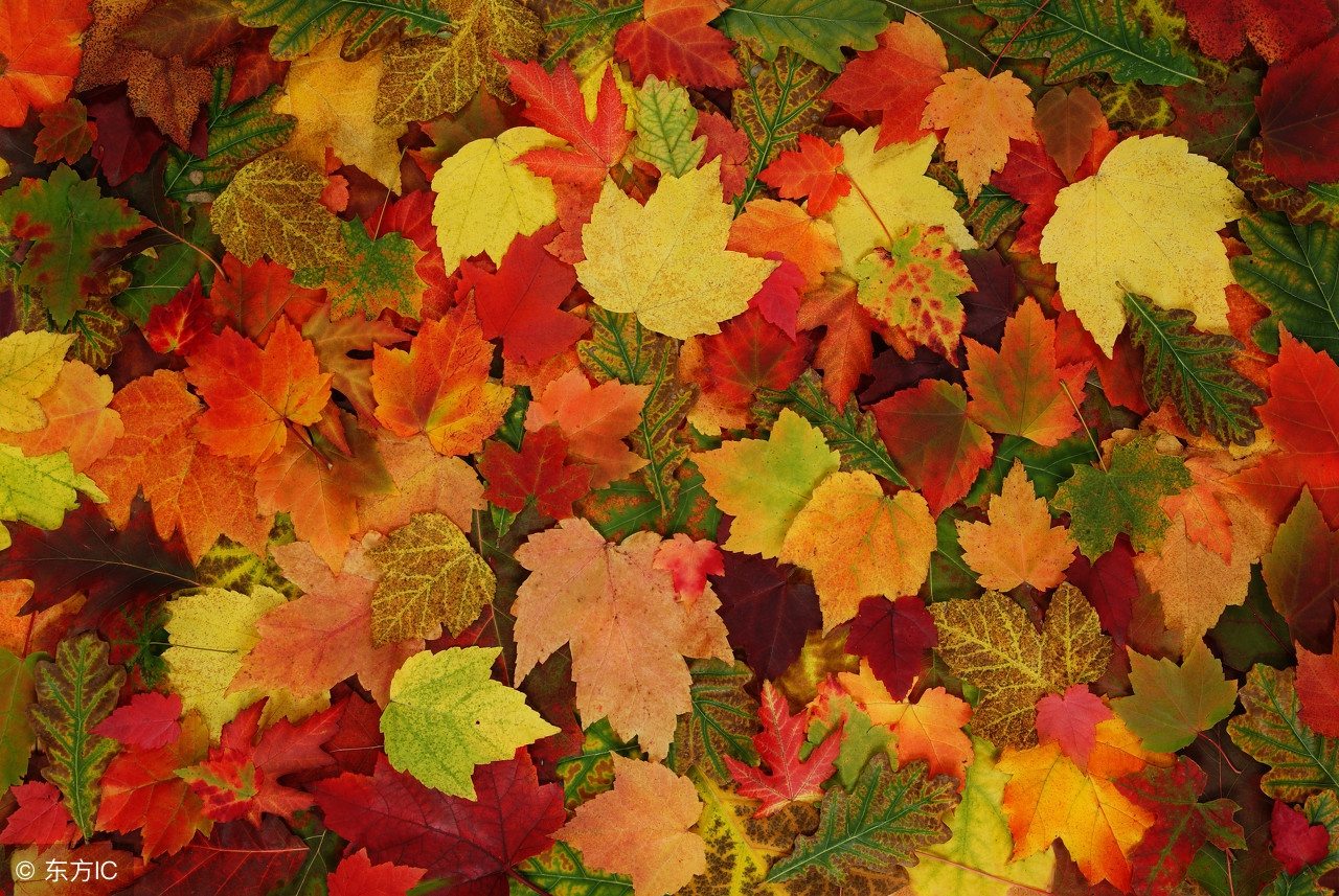 涨知识为孩子收藏,涨知识建议替孩子收藏