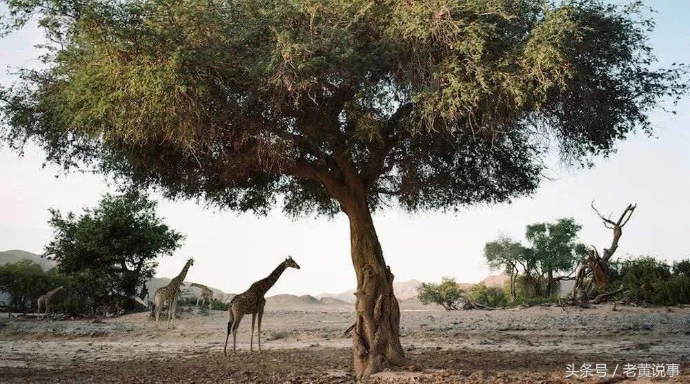 这个部落以“裸”为美，三头牛可以换个老婆
