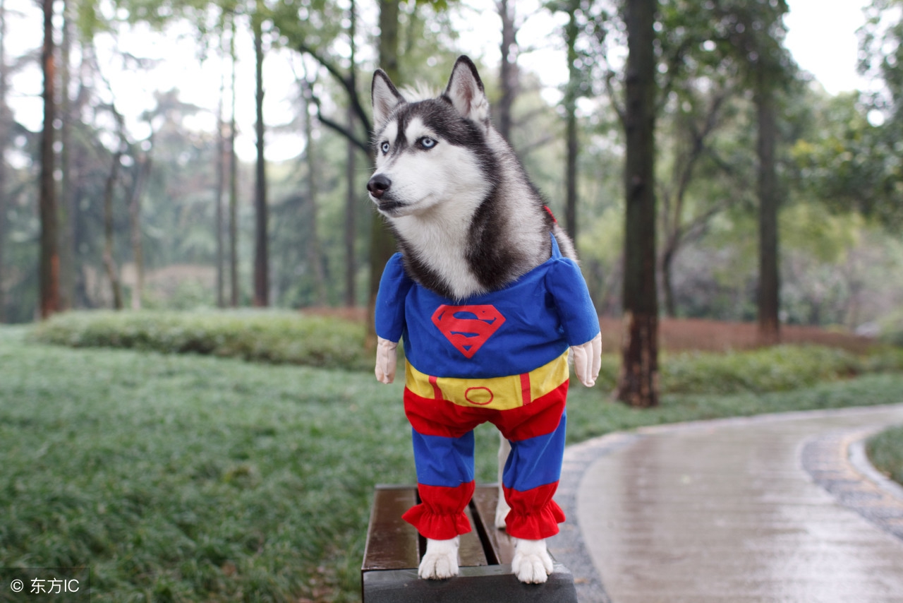 狗狗突然叫个不停和着急,狗狗为什么突然对主人叫个不停