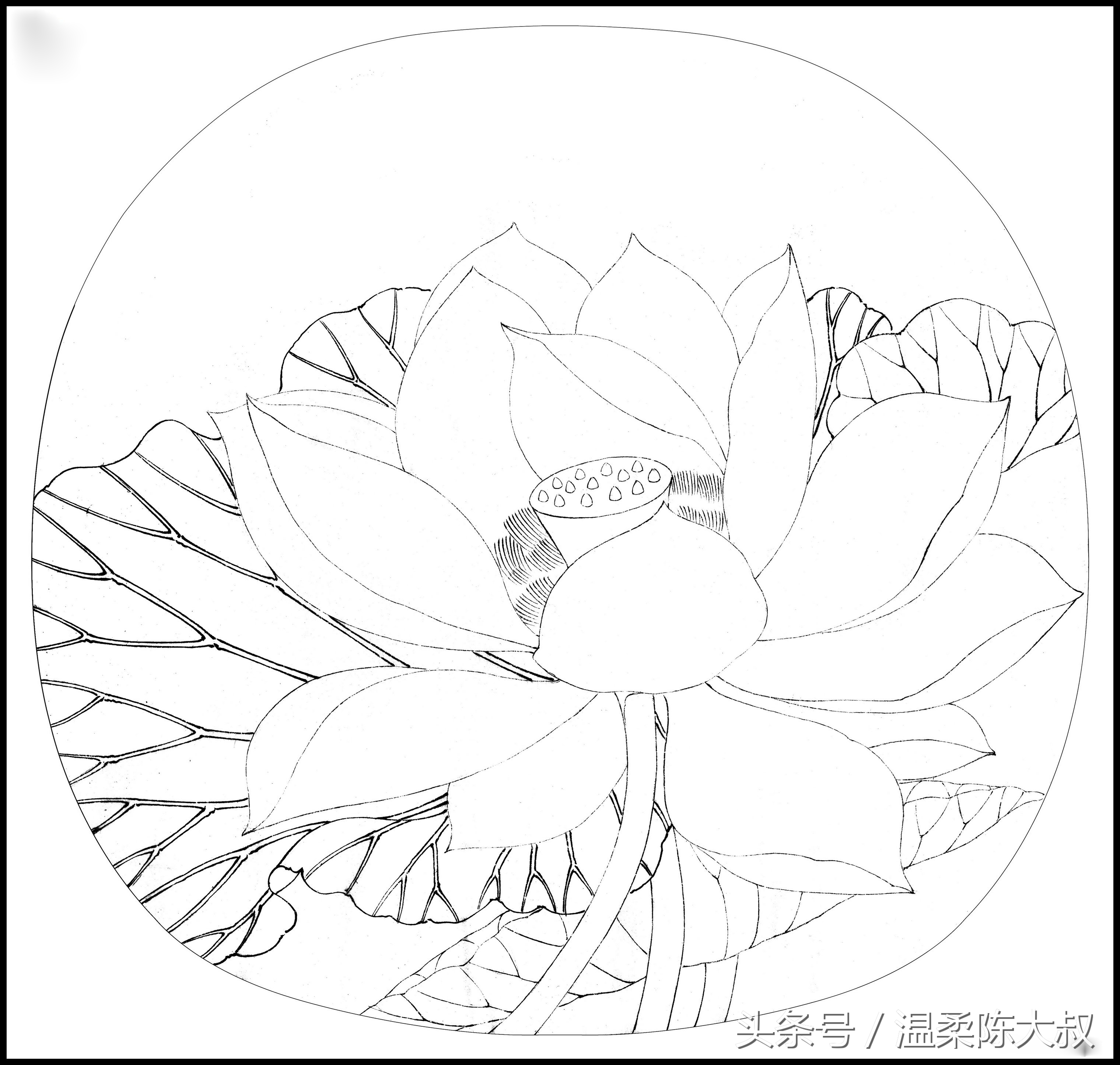 宋画出水芙蓉工笔画作画步骤,出水芙蓉图片大全大图工笔花鸟画