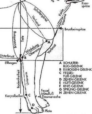 罗威纳FCI性格标准,纯种罗威纳犬的智商排名
