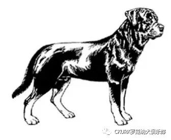 罗威纳FCI性格标准,纯种罗威纳犬的智商排名