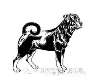 罗威纳FCI性格标准,纯种罗威纳犬的智商排名