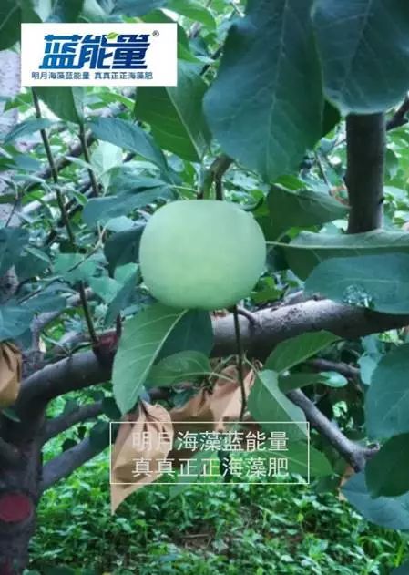 海藻颗粒肥真假对照表,雷力海藻肥效果好吗