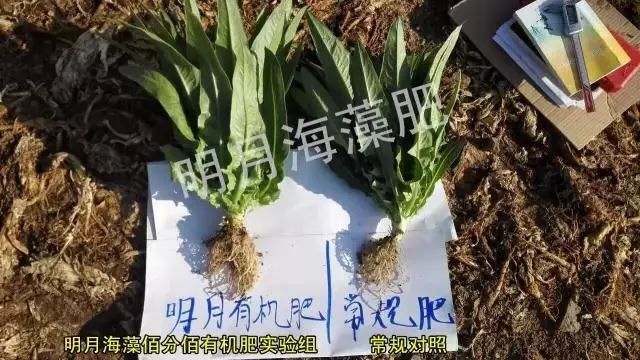 海藻颗粒肥真假对照表,雷力海藻肥效果好吗