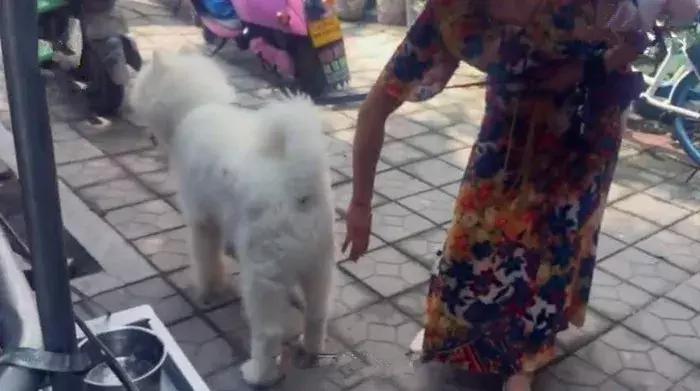 萨摩耶出门遛弯,萨摩耶被奶奶喂药