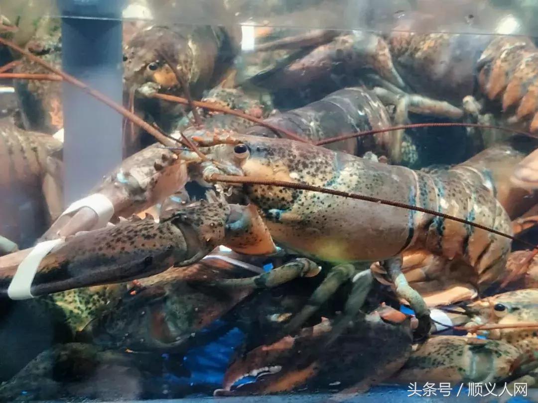 北京顺义哪个超市买菜便宜,北京顺义超市购物