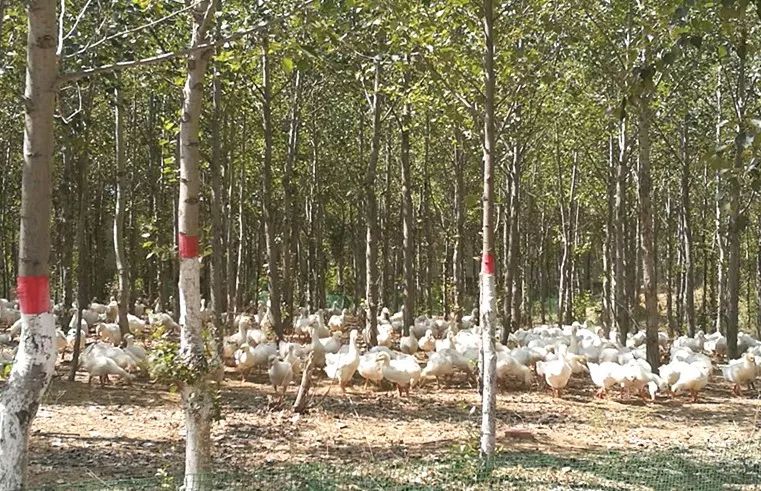 通辽市妇联男干部张贺英的驻村帮扶工作被评优啦!