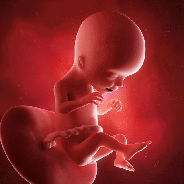 胎儿1-10月发育过程动图,更加真实的感受胎儿的成长变化