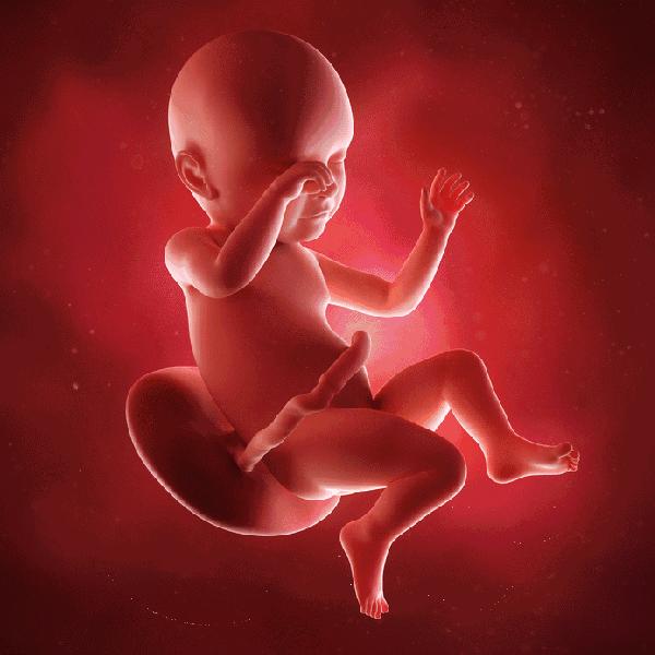 胎儿1-10月发育过程动图,更加真实的感受胎儿的成长变化