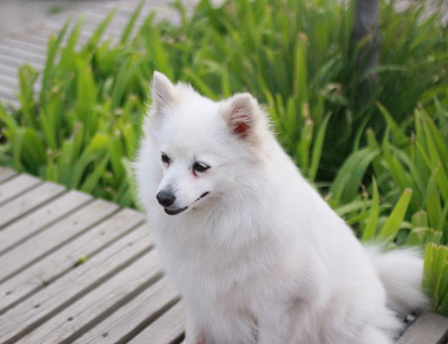 日本狐狸犬到底有什么魅力？媲美北极狐！