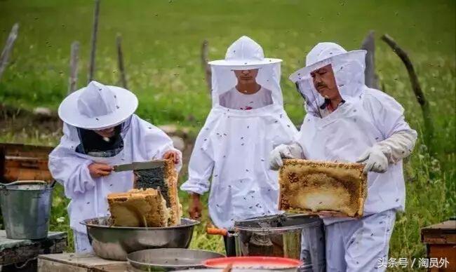 与我们此生的甜蜜如初：库什台野*党**参花蜂蜜