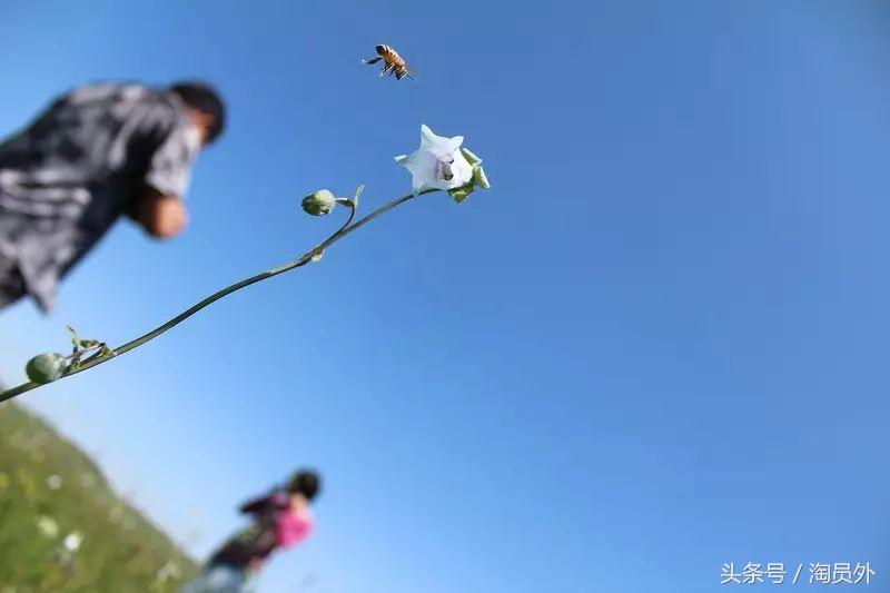 与我们此生的甜蜜如初：库什台野*党**参花蜂蜜