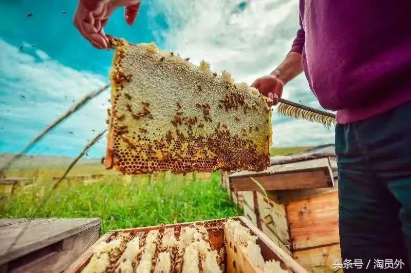 与我们此生的甜蜜如初：库什台野*党**参花蜂蜜