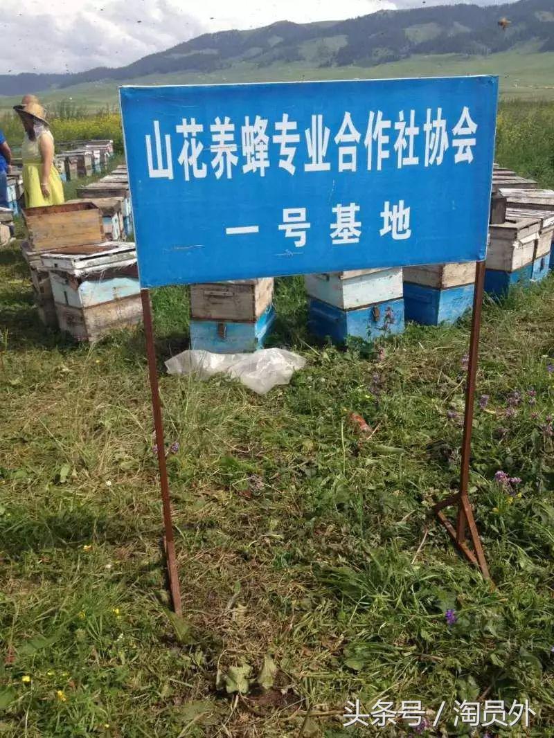 与我们此生的甜蜜如初：库什台野*党**参花蜂蜜