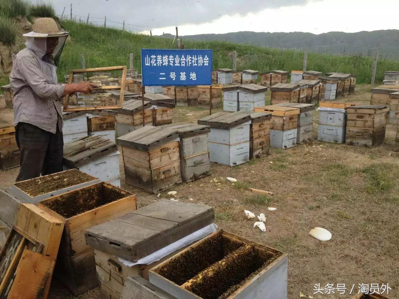 与我们此生的甜蜜如初：库什台野*党**参花蜂蜜