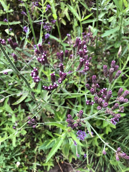 求助自驾云南普者黑攻略,成都普者黑建水昆明7天自驾