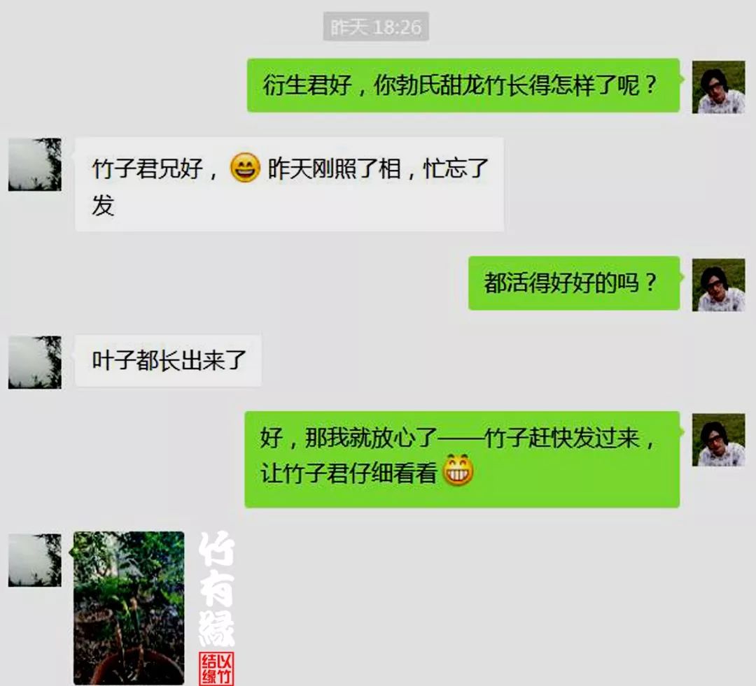 勃氏甜龙竹和云甜1号竹的区别,勃氏甜龙竹的养殖方法