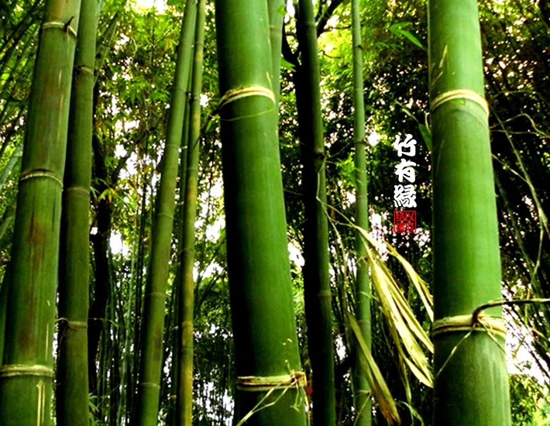 勃氏甜龙竹和云甜1号竹的区别,勃氏甜龙竹的养殖方法