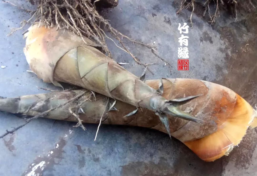 勃氏甜龙竹和云甜1号竹的区别,勃氏甜龙竹的养殖方法