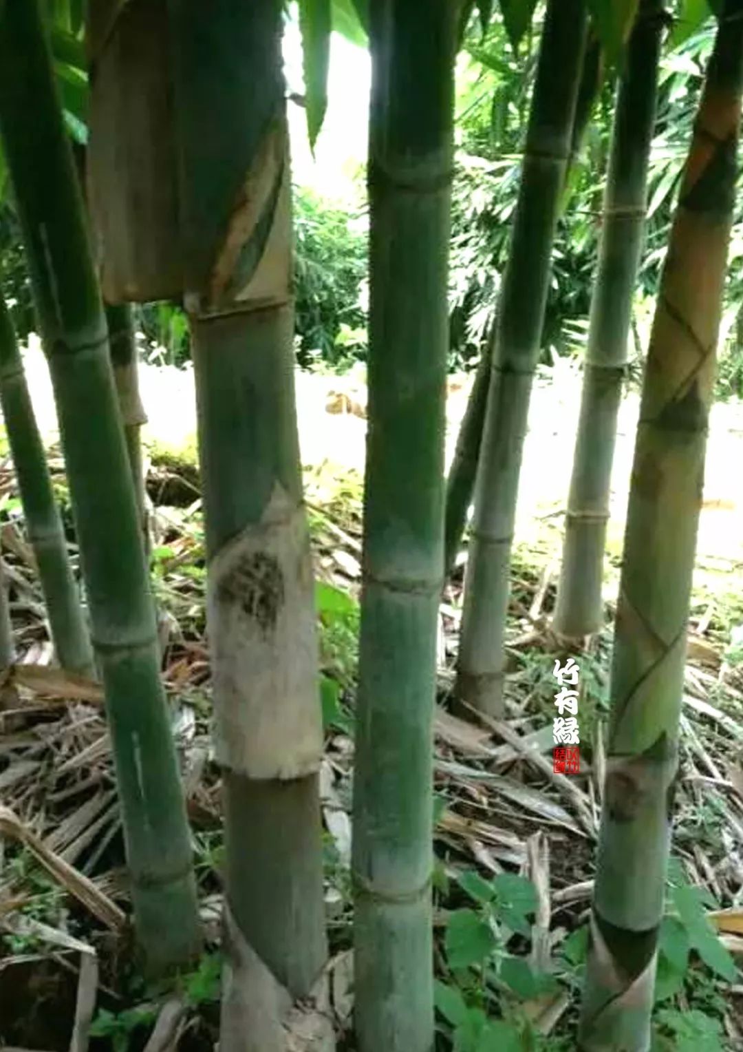 勃氏甜龙竹和云甜1号竹的区别,勃氏甜龙竹的养殖方法