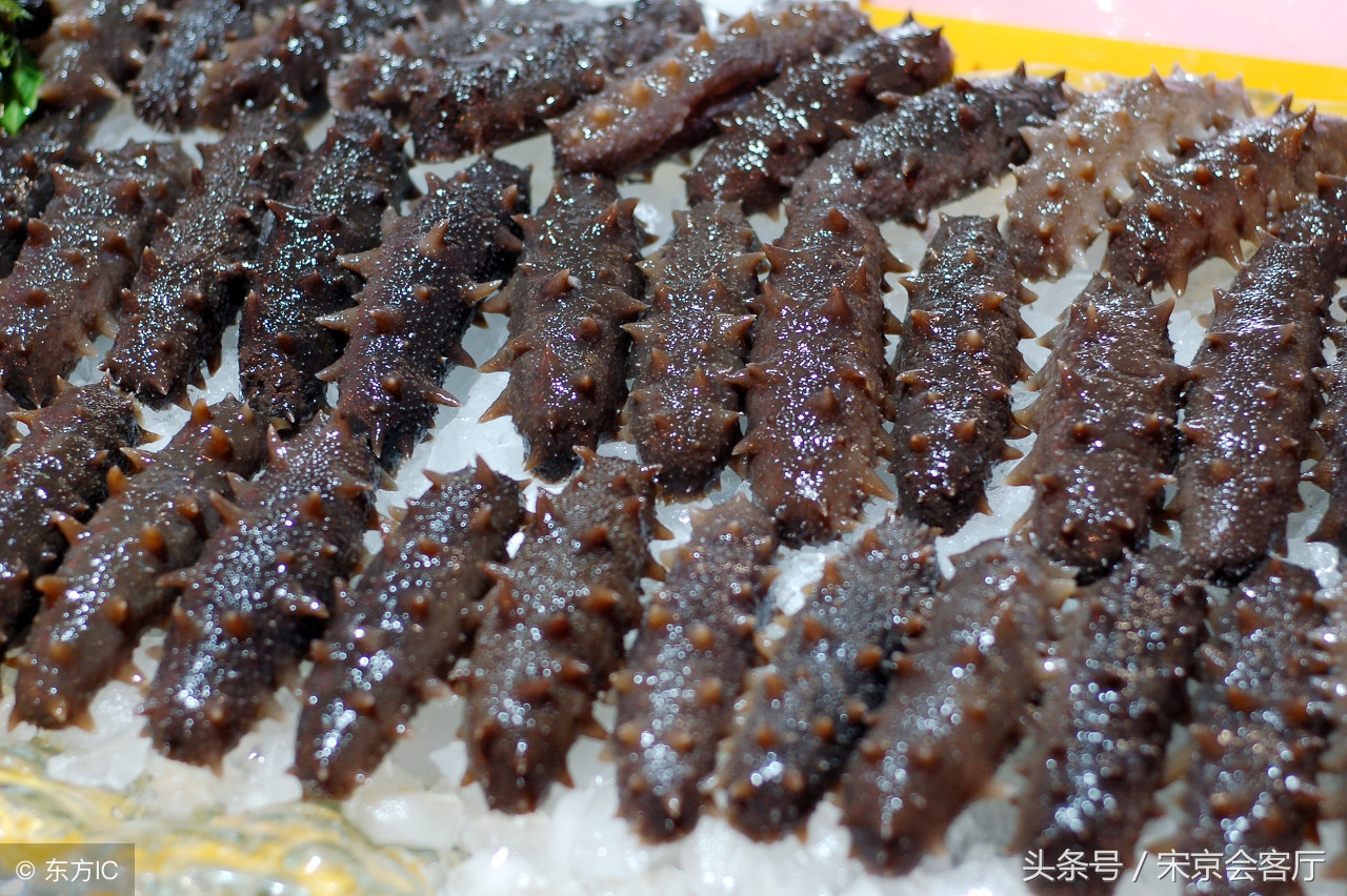 大连今年高温海参如何了,大连海参大量被热死损失了多少钱