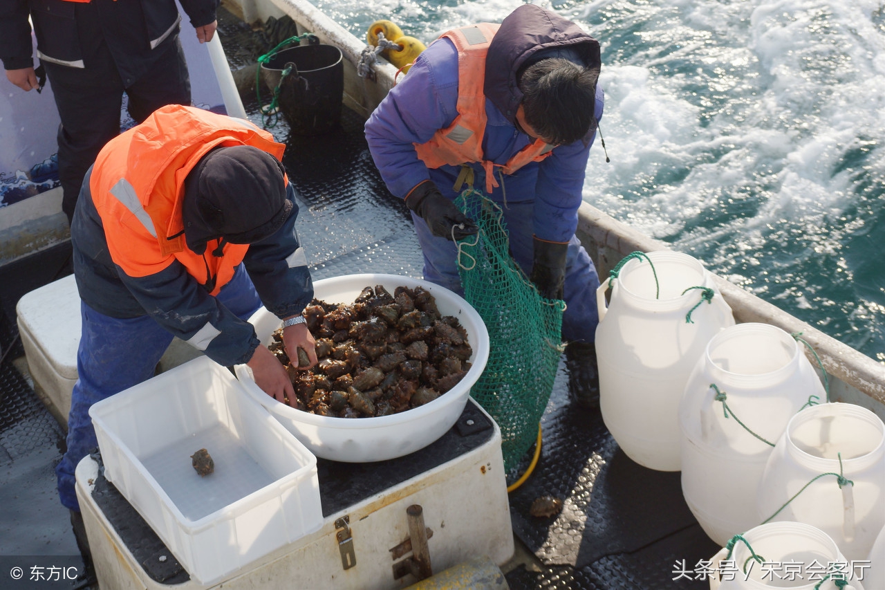 大连今年高温海参如何了,大连海参大量被热死损失了多少钱
