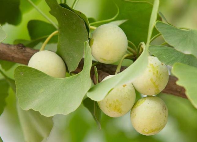 一盘“秋葵”下肚，济南一男子失去意识！菜市场里的这些“毒菜”看清楚了，千万别买错了！