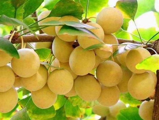 一盘“秋葵”下肚，济南一男子失去意识！菜市场里的这些“毒菜”看清楚了，千万别买错了！