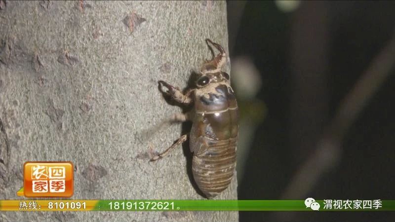 夏日纳凉好不惬意,夏日纳凉