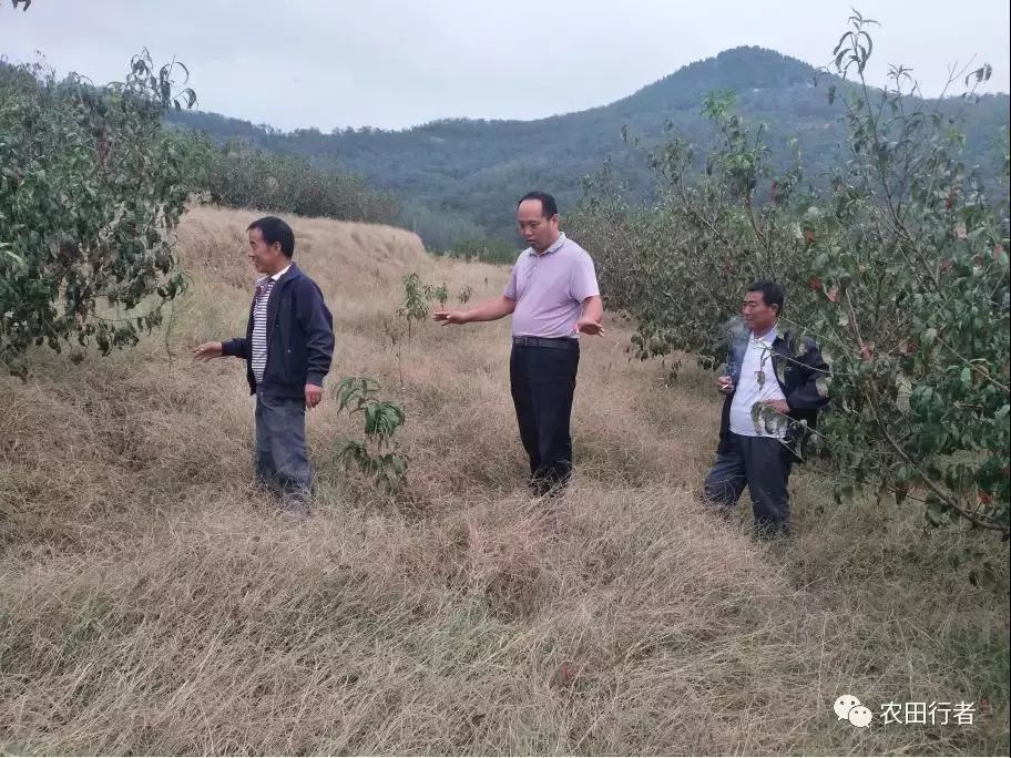 草又没有长脚,吃了营养不会跑!带你重新认识草木共生果园的意义!