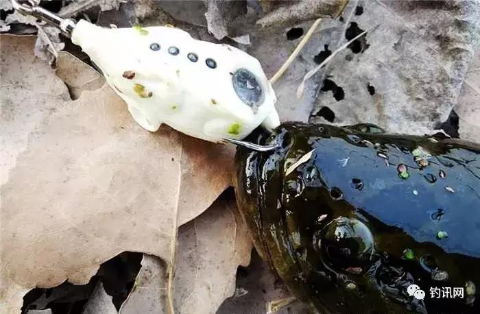 雷蛙抛投砸水面,雷蛙入水炸线