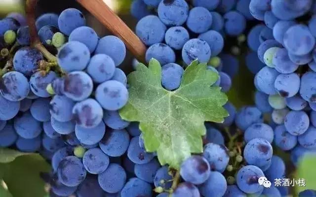 葡萄酒密码解读,葡萄酒的颜色密码你能读懂么