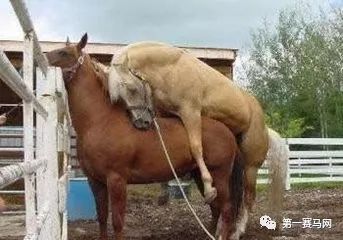 七夕到了单身狗有话要说,七夕快到了准备吃狗粮