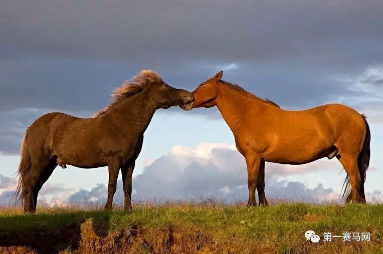 七夕到了单身狗有话要说,七夕快到了单身狗心底的呼唤