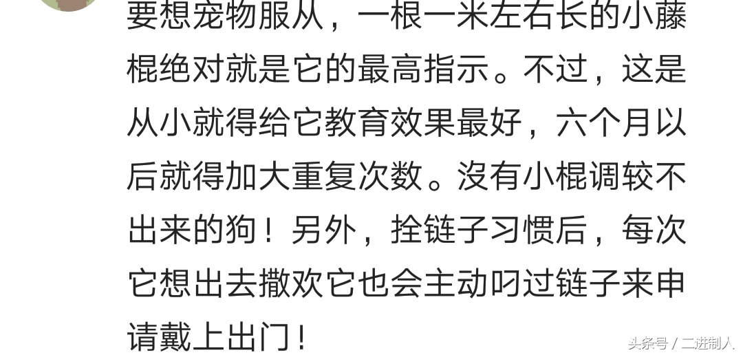 泰迪咬人怎么调节心理,泰迪咬人是它把自己当老大了吗