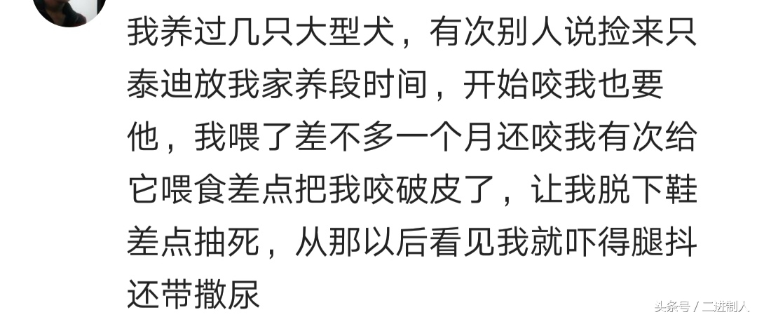 泰迪咬人怎么调节心理,泰迪咬人是它把自己当老大了吗