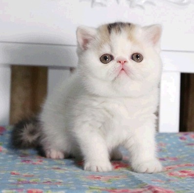 喂养蓝猫猫咪小常识,喂养猫狗的知识