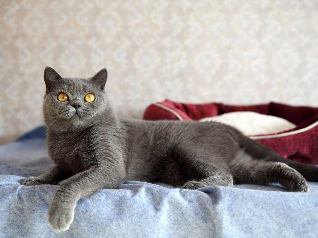 喂养蓝猫猫咪小常识,喂养猫狗的知识